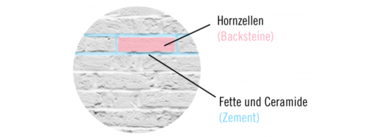 Hautbarriere veranschaulicht als Ziegelmauer, bei der die Hornzellen die Ziegel darstellen und die Fette und Ceramide den Zement als Bindeglied
